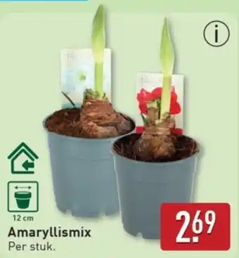ALDI Amaryllismix aanbieding