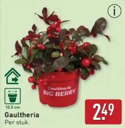 ALDI Gaultheria aanbieding