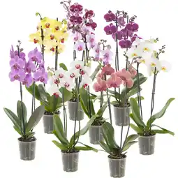 Albert Heijn AH Orchidee 2-takker aanbieding