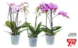 Dekamarkt Orchidee multiflora aanbieding