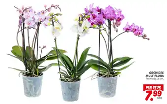 Dekamarkt Orchidee multiflora aanbieding