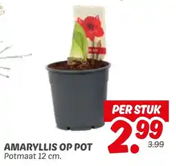 Dekamarkt Amaryllis op pot aanbieding