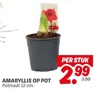 Dekamarkt Amaryllis op pot aanbieding