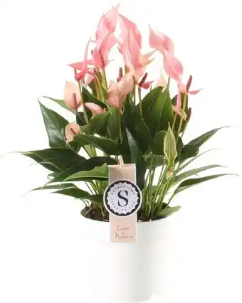 Intratuin Flamingoplant (Anthurium 'Lilli') D 14 H 45 cm aanbieding