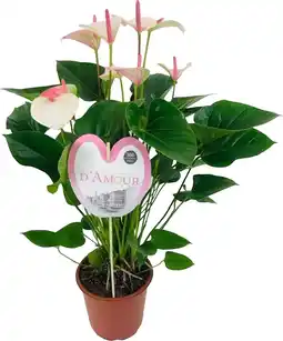 Intratuin Flamingoplant (Anthurium andreanum 'Fantasy Love') D 21 H 75 cm aanbieding