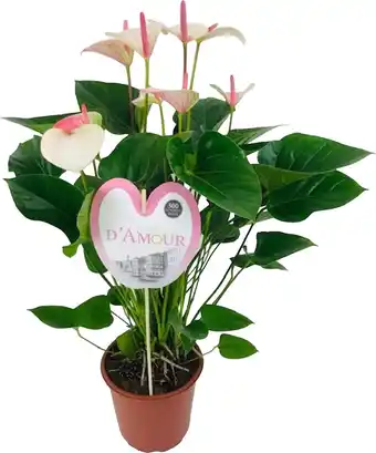 Intratuin Flamingoplant (Anthurium andreanum 'Fantasy Love') D 21 H 75 cm aanbieding