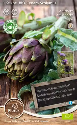 Intratuin Florex bio artisjok (Cynara scolymus) aanbieding