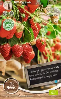 Intratuin Florex bio aardbeien (Fragaria 'Pendula') 2 stuks aanbieding