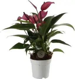Intratuin Flamingoplant (Anthurium 'Zizou') D 7 H 25 cm aanbieding