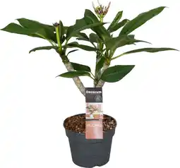 Intratuin Tempelboom (Plumeria rubra 'Hawaiian White Pearl') D 17 H 65 cm aanbieding