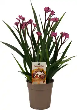 Intratuin Kangoeroepootje (Anigozanthos) roze D 12 H 40 cm aanbieding