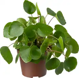 Intratuin Biologische Pannenkoekplant (Pilea peperomioides) D 11 H 15 cm aanbieding
