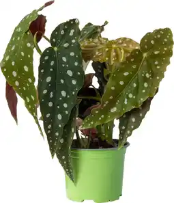 Intratuin Biologische Stippenbegonia (Begonia maculata 'Big Dots') D 12 H 20 cm aanbieding