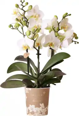Intratuin Mini Vlinderorchidee 3 tak (Phalaenopsis kolibri 'Lausanne') D 9 H 40 cm aanbieding