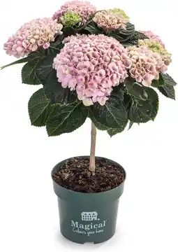 Intratuin Hortensia op stam (Hydrangea macrophylla 'Magical Revolution') roze D 14 H 45 cm aanbieding
