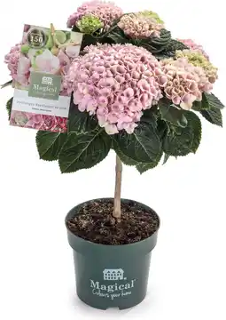 Intratuin Hortensia op stam (Hydrangea macrophylla 'Magical Revolution') roze D 14 H 45 cm aanbieding