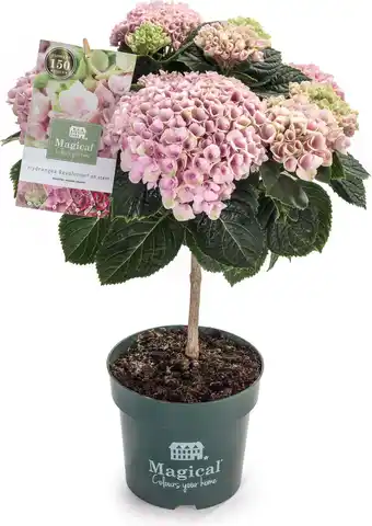 Intratuin Hortensia op stam (Hydrangea macrophylla 'Magical Revolution') roze D 14 H 45 cm aanbieding