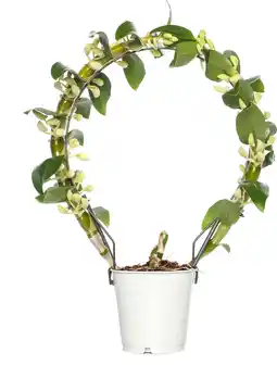 Intratuin Bamboe orchidee (Dendrobium nobile 'Apollon') op boogrekje D 12 H 45 cm aanbieding