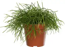 Intratuin Rotskoraal (Rhipsalis cashero) D 12 H 15 cm aanbieding