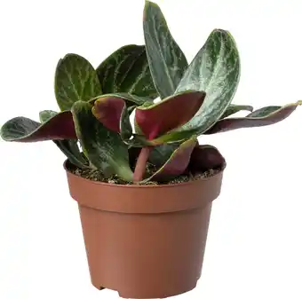 Intratuin Biologische Jade plant (Crassula multicava 'Red Luna') D 11 H 15 cm aanbieding