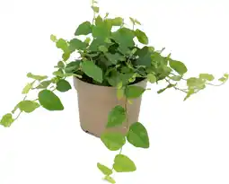 Intratuin Biologische Kruipvijg (Ficus pumila) D 11 H 15 cm aanbieding