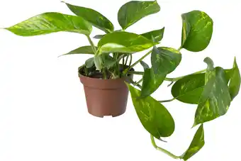 Intratuin Biologische Drakenklimop (Epipremnum) D 11 H 15 cm aanbieding