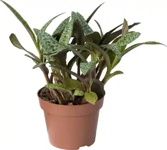 Intratuin Biologische Luipaardlelie (Ledebouria scilla) D 11 H 15 cm aanbieding