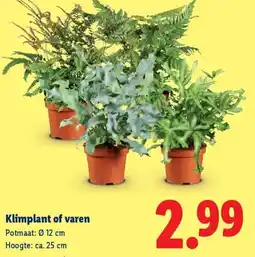 Lidl Klimplant of varen aanbieding