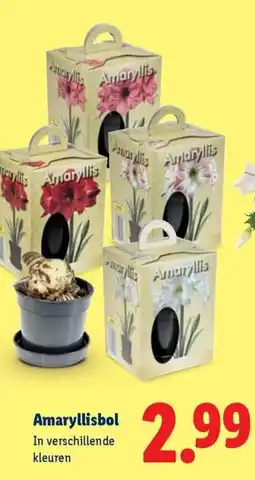 Lidl Amaryllisbol aanbieding