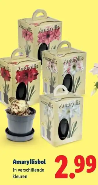 Lidl Amaryllisbol aanbieding