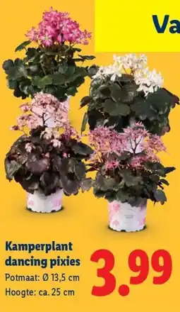 Lidl Kamperplant dancing pixies aanbieding
