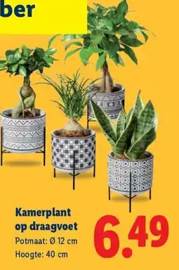 Lidl Kamerplant op draagvoet aanbieding