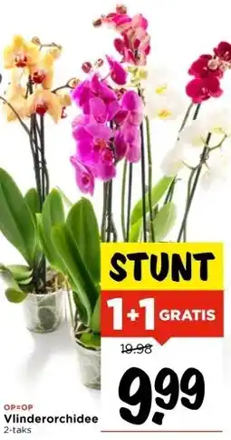Vomar Voordeelmarkt Vlinderorchidee aanbieding