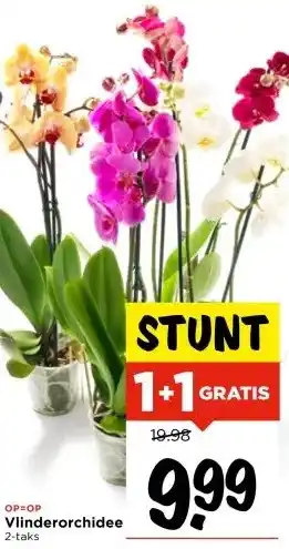 Vomar Voordeelmarkt Vlinderorchidee aanbieding