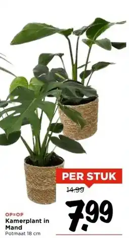 Vomar Voordeelmarkt Kamerplant in Mand aanbieding