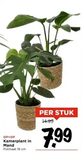 Vomar Voordeelmarkt Kamerplant in Mand aanbieding