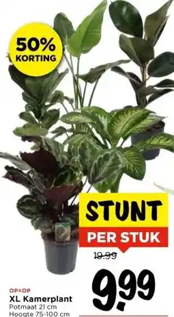 Vomar Voordeelmarkt XL Kamerplant aanbieding