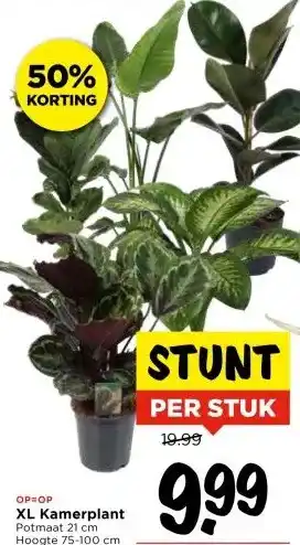 Vomar Voordeelmarkt XL Kamerplant aanbieding