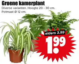 Dirk Groene kamerplant aanbieding