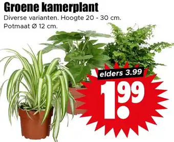 Dirk Groene kamerplant aanbieding