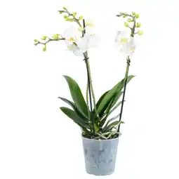 Dekamarkt Bloemen Orchidee multiflora aanbieding