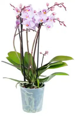 Dekamarkt Bloemen Orchidee multiflora aanbieding