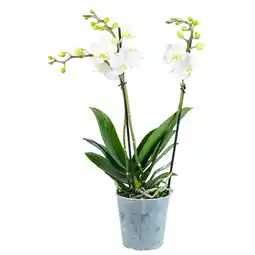 Dekamarkt Bloemen Orchidee multiflora aanbieding