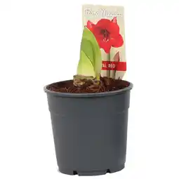 Dekamarkt DekaMarkt Amaryllis op pot aanbieding