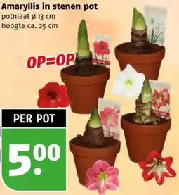Poiesz Amaryllis in stenen pot aanbieding