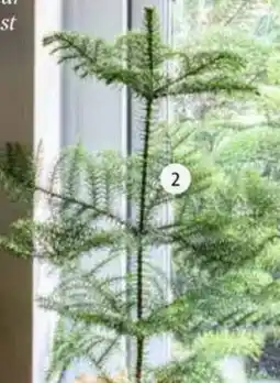 Intratuin Kamerden Araucaria heterophylla aanbieding