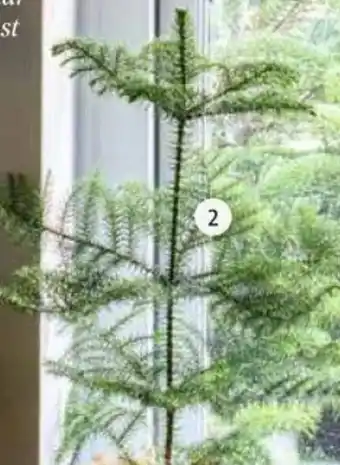 Intratuin Kamerden Araucaria heterophylla aanbieding