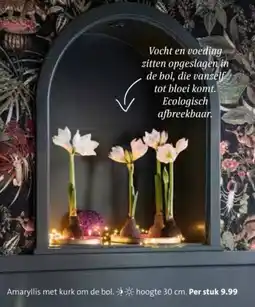 Intratuin Amaryllis met kurk om de bol. aanbieding