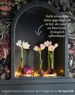 Intratuin Amaryllis met kurk om de bol. aanbieding