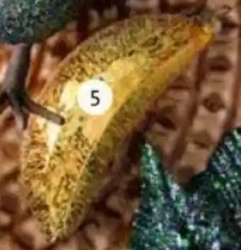 Intratuin Ornament banaan aanbieding